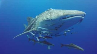 Mergulhadores são surpreendidos por tubarão-baleia gigante