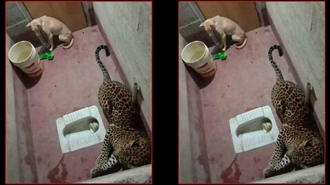 How a dog survived night in a toilet with leopard