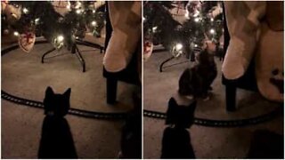 A melhor maneira de manter gatos afastados da árvore de Natal!