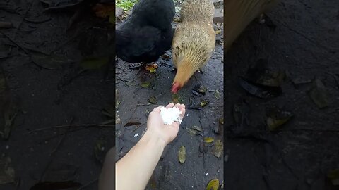 Frango adora arroz branco