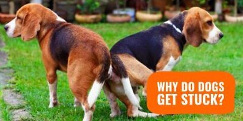WHY DO DOGS GET STUCK DURING MATING?
