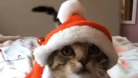 Cat gets into holiday spirit with Santa outfit