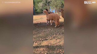 Alpaca tenta destruir aspersor!