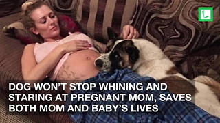 Dog Won’t Stop Whining and Staring at Pregnant Mom, Saves Both Mom and Baby’s Lives