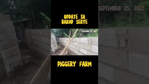 PIGGERY FARM Update: BAKOD SERYE - September 25, 2022 #shorts #youtubeshorts #katasngtaiwan