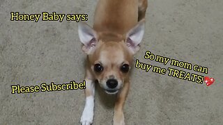 Honey Baby says Subscribe to my mom's channel so my she can buy me treats. LOL 😆💖💖🙏🙏