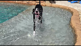 Great Dane puppy loves to splash in the pool