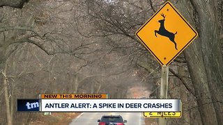 Antler Alert: A spike in deer crashes