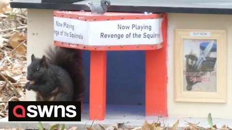 US man builds mini cinema for wild squirrels complete with a concession stand and a MOVIE SCREEN