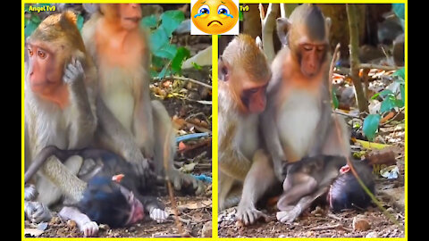 Sad moment this monkey lifts his little brother while he is dead
