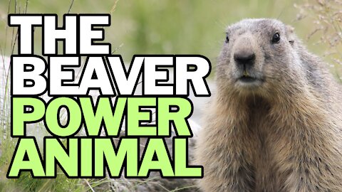 The Beaver Power Animal