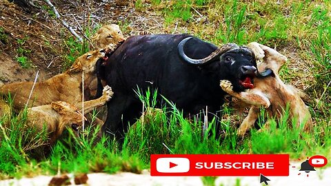 Lion VS Buffalo Amazing Fight | Epic Battle Lions And Buffalo | Lion Attacks | Animal's Galaxy