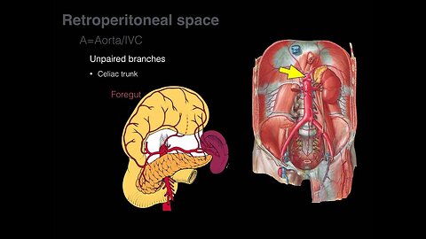 Retroperitoneal space and Retroperitoneal organs