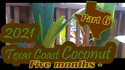 Texas Coast Coconut Palm - Part 6