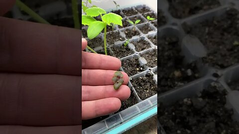 Garden Update (Spring 2023) - 4 Weeks after Starting Seeds