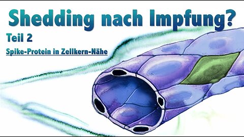 Shedding nach Impfung? Teil 2.) Spike-Protein in Zellkern-Nähe #Spike m-RNA