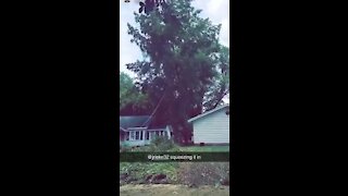 Large tree with inches to spare