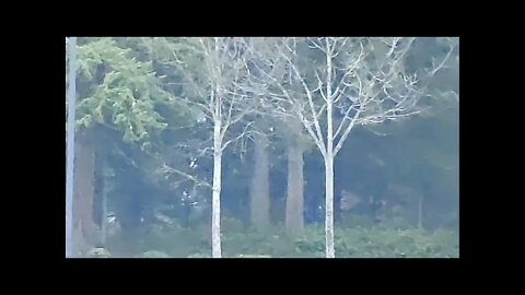 👣Bigfoot👣In It's🌞Yellow💡Body💡State Helps Break The Cloak Of Our Unseen🌎Tree🌲Far Mid Back 39-45 secs