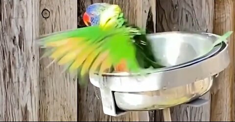 Birds love to bathe to help keep their feathers neat