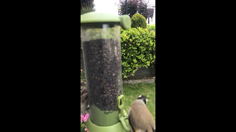 Goldfinch Feeding