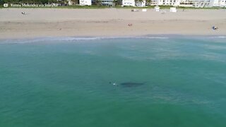 Drone viser tigerhai som kommer ekstremt nærme svømmere i Miami
