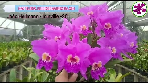 COMO SABER O NOME DE ORQUÍDEA CATTLEYA