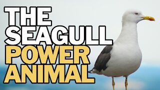 The Seagull Power Animal