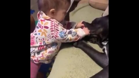Baby puts hand in gentle Cane Corso's mouth