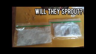 Will these old seeds sprout? - Ann's Tiny Life