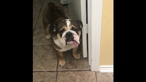 Woodrow the bulldog walking backwards