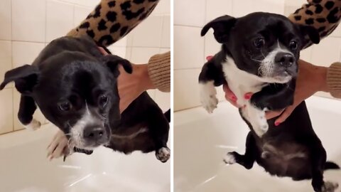 Funny Little Pup Adorably Prepares For Bath Time