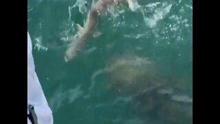 SHARK BECOMES SNACK! 500-pound goliath grouper eats shark as Florida fishermen watch - ABC15 Digital