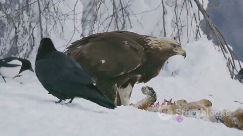 Falconers of the Skies: A Day in the Life of a Falconer