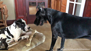 Talkative Great Dane Uses Fancy Footwork To Try To Swipe a Dog Bone