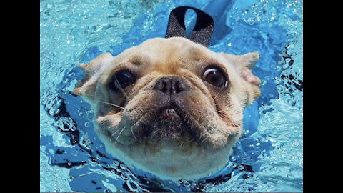 Training my dog how to swim