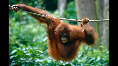 Baby Orangutan what is seen in common-