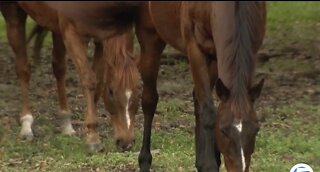 Concern over slaughtered horses