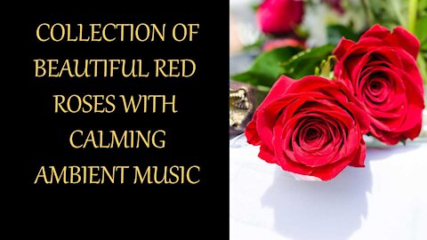 Collection Of Beautiful Red Roses With Soft Ambient Music