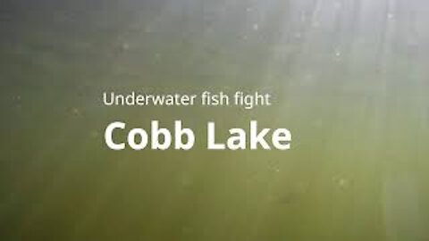 Cobb Lake - Summer 2017