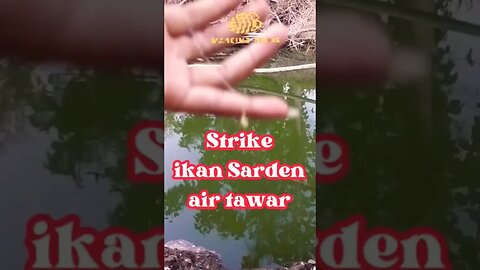 STRIKE !! ikan Sarden air tawar yang tenggelam berhasil diselamatkan - Mancing Rodok #mancing #wader