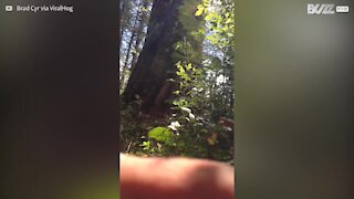 La chute d'un arbre fait bondir ce bûcheron