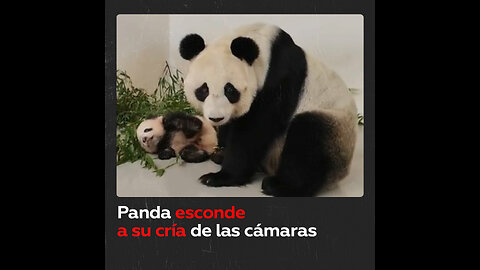 ¡Sin ‘paparazzi’! Panda esconde a su cría de las cámaras en el zoo de Moscú