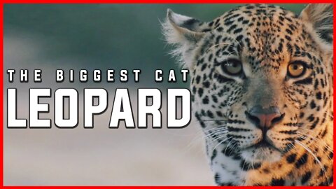 LEOPARD | THE BIGGEST CAT ON THE JUNGLE | ANIMALS | WILD LIFE | JUNGLE
