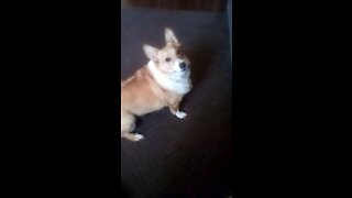 Exercise with a corgi