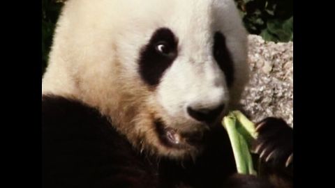 Fu Hu The Panda Turns Two