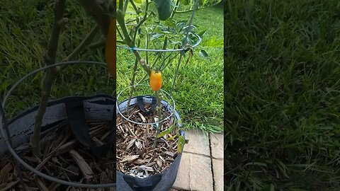 The Color Orange (Garden Update Summer 2023)