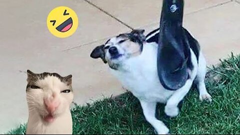 Cat and Dog Funny Video