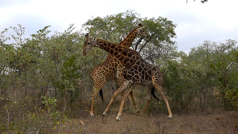 Angry Giraffes Fight Over Female: SNAPPED IN THE WILD