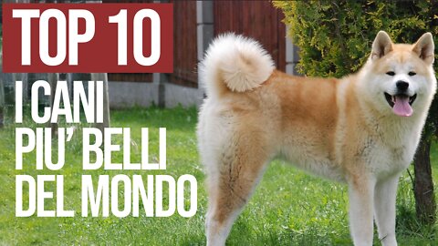 Top 10 i Cani Piu' Belli Del Mondo