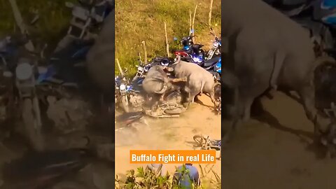 Buffalo fight in real Life #razimaruyama#buffalo #buffalobills#buffalovideo #wildanimals